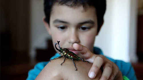 澳大利亚流行送巨型昆虫为圣诞礼品