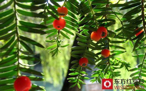 红豆杉种植如何防治病虫害袭击？