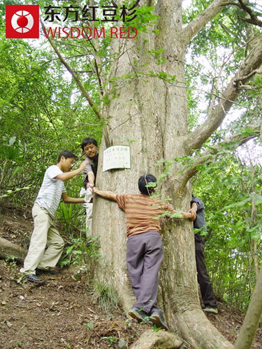 英国发现最老红豆杉 树龄已逾5000岁