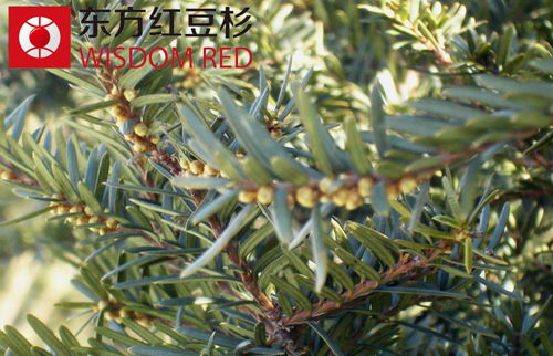 红豆杉种植达成统一技术标准