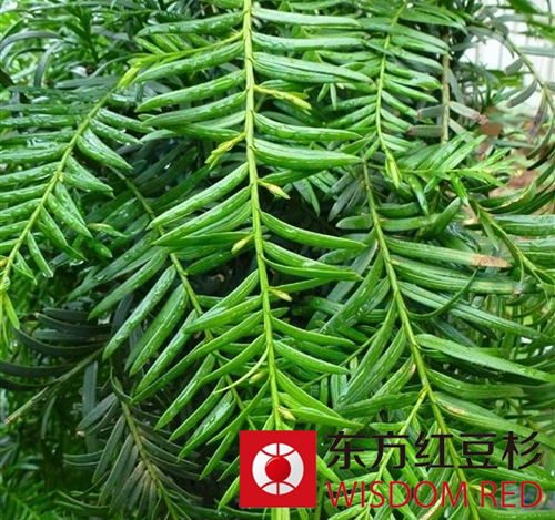 国宝级红豆杉的这些神奇功能 你造吗？