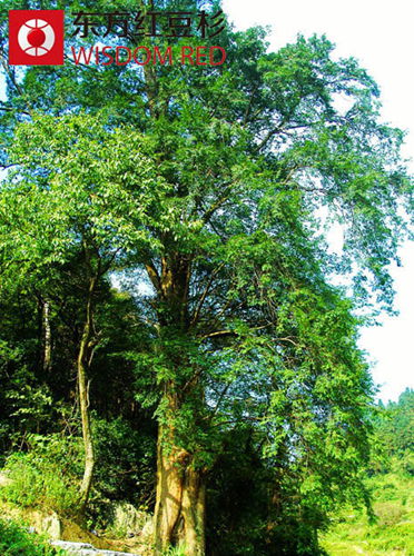 三百年红豆杉古树“良方”下重获生机