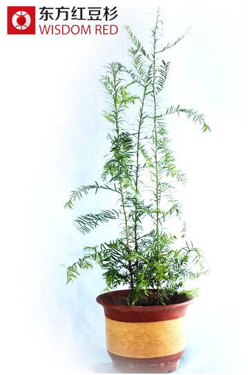 红豆杉属植物保护遗传学研究获新进展