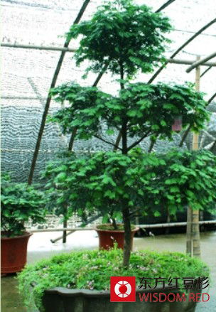 曼地亚红豆杉与国内红豆杉有哪些区别？