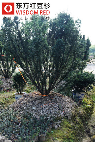 红豆杉发展：生态文明的绿色梦