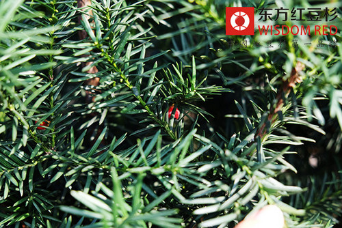 武义县红豆杉种植基地产业价值及发展路径