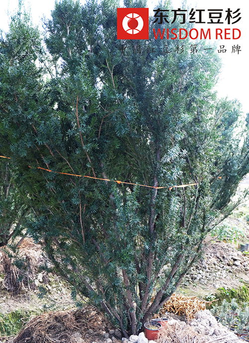 红豆杉可以作为绿化观赏树吗？