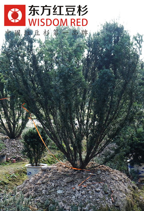 曼地亚红豆杉怎么防治粘虫病害？