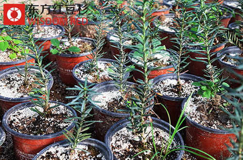 红豆杉小苗怎么判断植株有立枯丝核病？