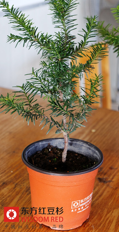 植物专家解读国宝“健康树”红豆杉