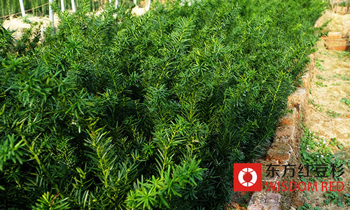 如何分辨曼地亚红豆杉的真假及雌雄？