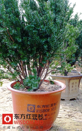 红豆杉是棵“摇钱树” 制售盆景增收入